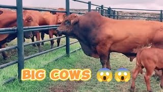 Big cows 😱😱 bigcow bull машаимедведь [upl. by Dyl139]