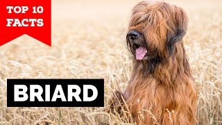 Briard  Top 10 Facts [upl. by Moulden]