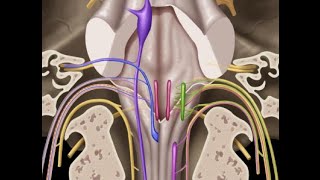 Cranial nerves IX X XI amp XII [upl. by Hal]