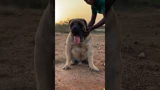 HUGE Boerboel [upl. by Hesther]