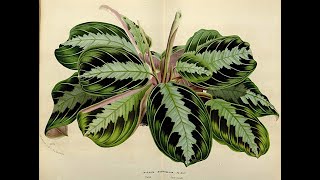 All The Varieties of Prayer Plant Maranta leuconeura [upl. by Bee]