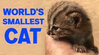 The words smallest wild cat  Baby Rusty Spotted Cat [upl. by Aidroc102]