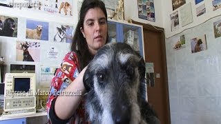 SALVARE UN CANE IN CASO DI AVVELENAMENTO SOS VETERINARIO [upl. by Inot]