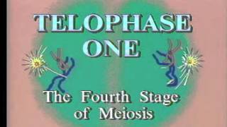 Meiosis I Telophase One [upl. by Atnoled676]