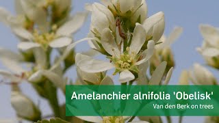 Amelanchier alnifolia Obelisk  Van den Berk on Trees [upl. by Sternberg]