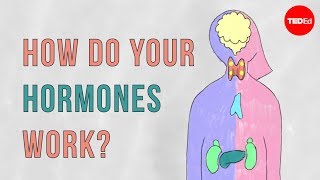 How do your hormones work  Emma Bryce [upl. by Autumn499]