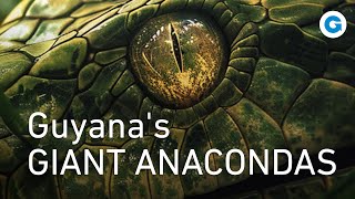 A Deadly Encounter in the Wild Guyanas Giant Anacondas  Wildlife Documentary [upl. by Nonahs757]