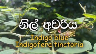 Nil avariya Indigo plant  Indigofera tinctoria  Ayurvedic plants [upl. by Ainod663]