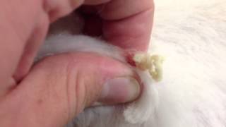 Popping a cyst on a dog [upl. by Redneval]