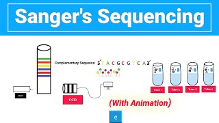 Sanger sequencing with animation [upl. by Assiralk]