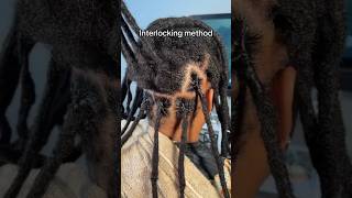 Interlocking thick locs‼️Follow for more loc tips⚜️October appointments available✨kweenvigilant [upl. by Dearborn159]