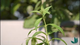 Cultiver la verveine citronnelle une plante aromatique pour recettes salées et sucrées  Truffaut [upl. by Naraj]