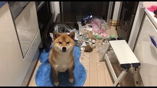 やらかしました。Did you do this 柴犬ゆき Shiba inu Yuki [upl. by Azriel]