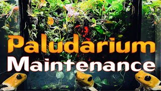 Paludarium Maintenance amp Upkeep [upl. by Raseac]