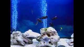 Aquarium life Part 14  Duboisi  frontosa leleupileptosomabrichardi African cichlid care [upl. by Diana]