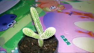 Spesies Opuntia Microdasys Bunny Ears Cactus [upl. by Groos]