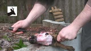 How to boil out deer head  part 1 European method Non medal trophy head [upl. by Harol]