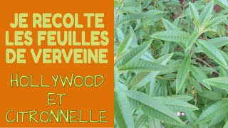 🌿 Je récolte de la Verveine Citronnelle et Holywood [upl. by Lorant644]