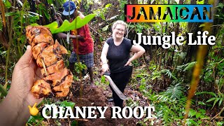 Jamaican JUNGLE LIFE This is how we harvest CHANEY ROOT HUNT  RASTA LIFE [upl. by Schwing]