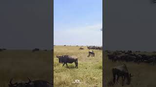 Wildebeest Migration 4th Part  masaimara wildlife kenyatourism travel savewayanad wildebeest [upl. by Ivets992]