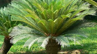 How To Grow And Care Kangi Palm  Cycas Tree Best Fertilizer Indoor or Outdoor Plant [upl. by Lotsyrk504]