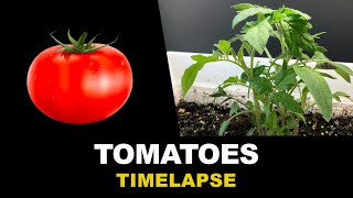 Growing Tomatoes From Seeds Time Lapse 45 days [upl. by Stephine]