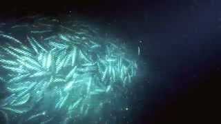 Overfishing  excerpt from Planet Ocean the movie [upl. by Deery]