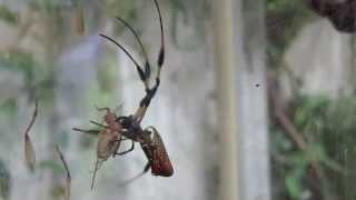 Behind the Scenes Golden Silk Orbweaver Feeding  California Academy of Sciences [upl. by Tomchay]