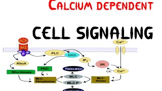 Calcium dependent Cell signaling pathway [upl. by Eyt697]