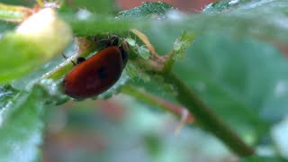 Adalia bipunctata ladybug [upl. by Yot]