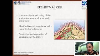 Foundation of Neuroscience  22 Neuroglial cells [upl. by Iviv]