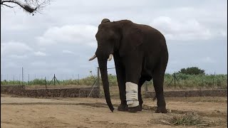 Fishan the Survivor  Healed from a Broken Leg amp Walking with Elephants Again [upl. by Sabra]