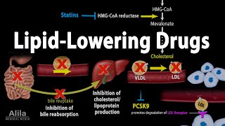 Pharmacology Lipid Lowering Drugs Animation [upl. by Ezar]