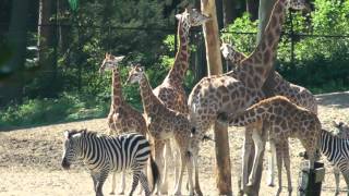 Burgers Zoo  Dierentuin Burgers Zoo [upl. by Danit]