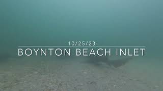 Sharks In The Inlet Boynton Beach Inlet under water camera [upl. by Orpha]