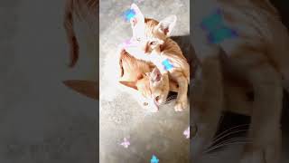 Love kitti😸 bswativlogs cat shortsvideo cuteanimals [upl. by Myrtie794]