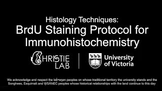 BrdU Immunohistochemical Staining Protocol [upl. by Ynnam]