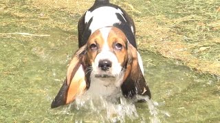 Baby Basset Hounds First Time Playing in Water Way Too Cute [upl. by Anibor236]