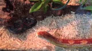 Basic corn snake habitat [upl. by Leveridge]