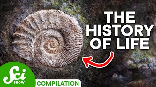 A Timeline of Life on Earth 4 Billion Years of History [upl. by Laubin]