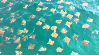 Stingray Migration in Destin Florida [upl. by Rez]