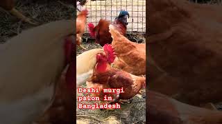 deshi murgi palon in Bangladesh😍 ❤️shortsfeed shorts chicken desimurgi [upl. by Dalston]