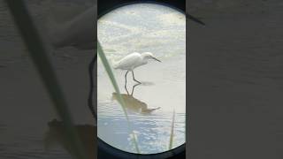 A Snowy Egret Egretta thula foraging in Myrtle Beach South Carolina shorts [upl. by Katti261]