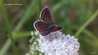 Aricia agestis the Brown Argus butterfly [upl. by Asabi]