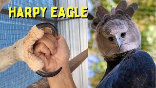 Harpy Eagle  Description Characteristics and Facts [upl. by Arun]