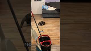 Hilarious cat keeps slipping on newly mopped floor [upl. by Jarita]