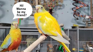 Turquoisine Parakeets meet for the first time  Will they get along [upl. by Sandye]