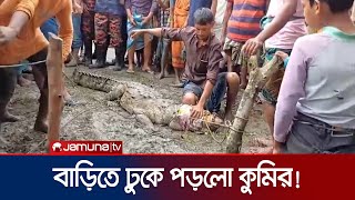 হাঁসমুরগির লোভে লক্ষ্মীপুরে একটি বাড়িতে হঠাৎই কুমিরের হানা  Lakshmipur Crocodile Rescue JamunaTV [upl. by Halilahk]