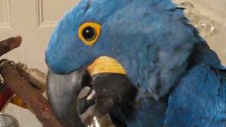 Scooby the hyacinth macaw talking [upl. by Ilahtan]