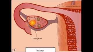 Analyse et Conception du Système dInformation  Les modèles de Communication [upl. by Mitchael987]